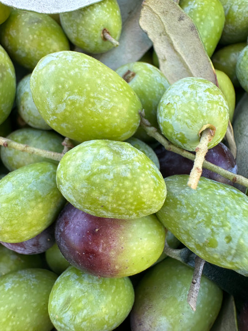 6 Bouteilles d'Huile d’Olive Vierge Extra – Domaine de Fontbelle